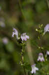 Georgia calamint